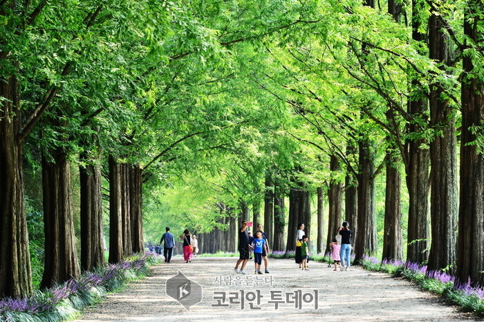 [포토]푸른 메타세쿼이아와 여름정취 더하는 보랏빛 맥문동