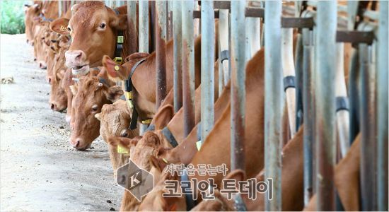 도축장 소 브루셀라병 검사증명서 유효기간 3개월