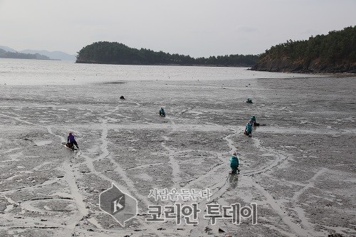 보성 갯벌, 유네스코 세계자연유산 등재 속도 낸다