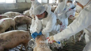 구제역 백신 제대로 맞았나 … 항체 적은 돼지 ’49마리’