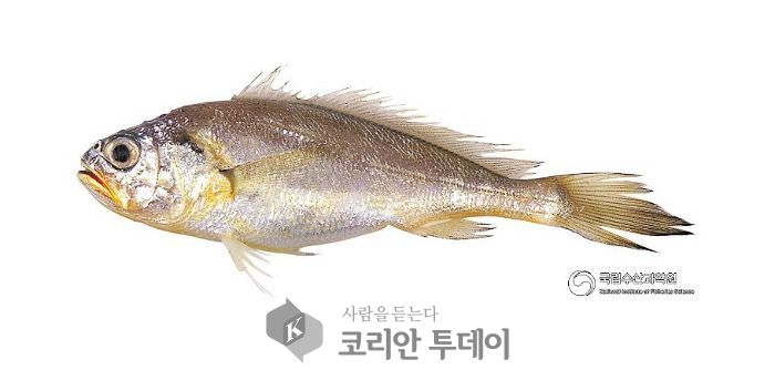 양식 참조기, 소비자 식탁에 오른다