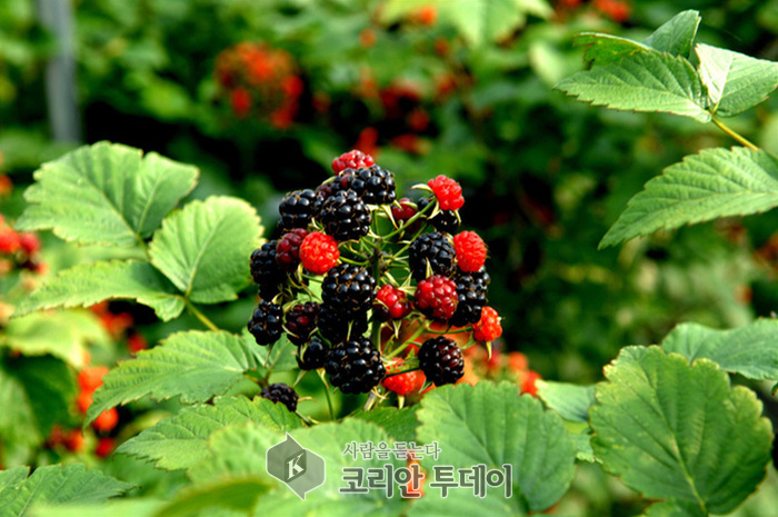 광양에 토종복분자 집중 재배단지 조성