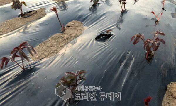 고흥군, 군민소득 3000 시대 선도할 특화 소득작물 육성