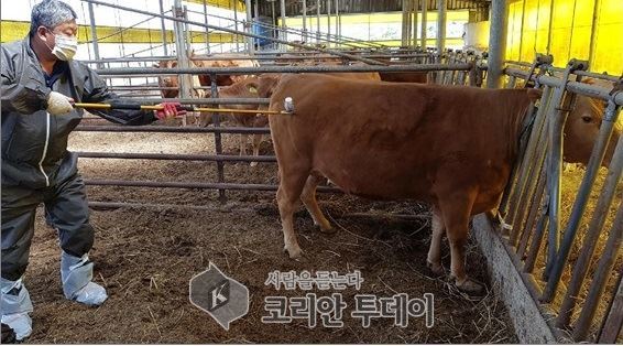 전남도, ‘소·염소 구제역’ 백신 일제접종