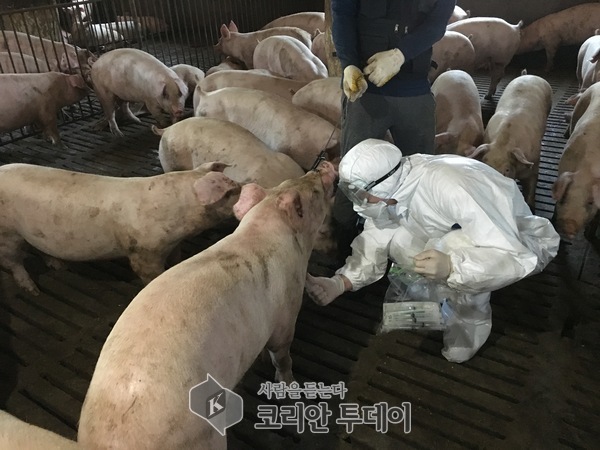 전라남도, 양돈농가 ‘돼지열병 백신접종’ 독려