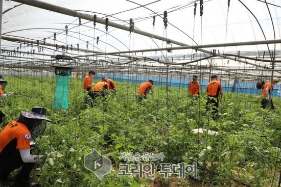 전남소방, ‘코로나19’ 인력난 농촌일손 돕기