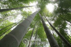 전남도, ‘담양 대나무밭 농업’ 세계중요농업유산 지정