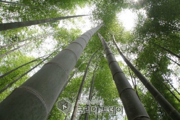 전남도, ‘담양 대나무밭 농업’ 세계중요농업유산 지정