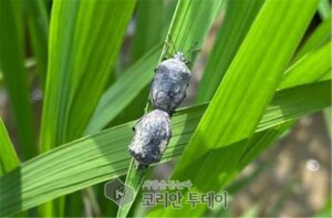 전남지역 ‘먹노린재’ 지난해 비해 19.8% 증가