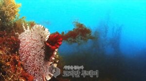 초여름 제철 군소 알고 섭취하세요