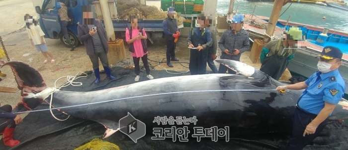완도해경, 어망에 걸려 죽은 길이 약 7M 밍크고래 발견