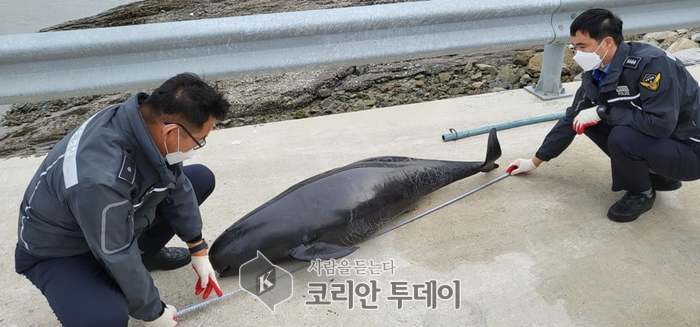 완도해경, 해남 갯바위 상괭이 사체 발견… 불법 포획 흔적 없어