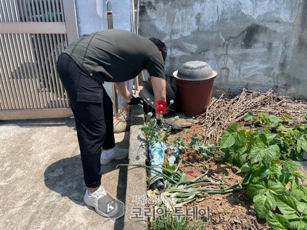 완도해경, 텃밭에 몰래 기른 양귀비 밀경작 주민 적발