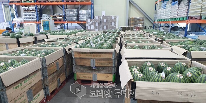 [코리안투데이] 싱싱세종 봄수박 학교급식 제공© 이윤주 기자