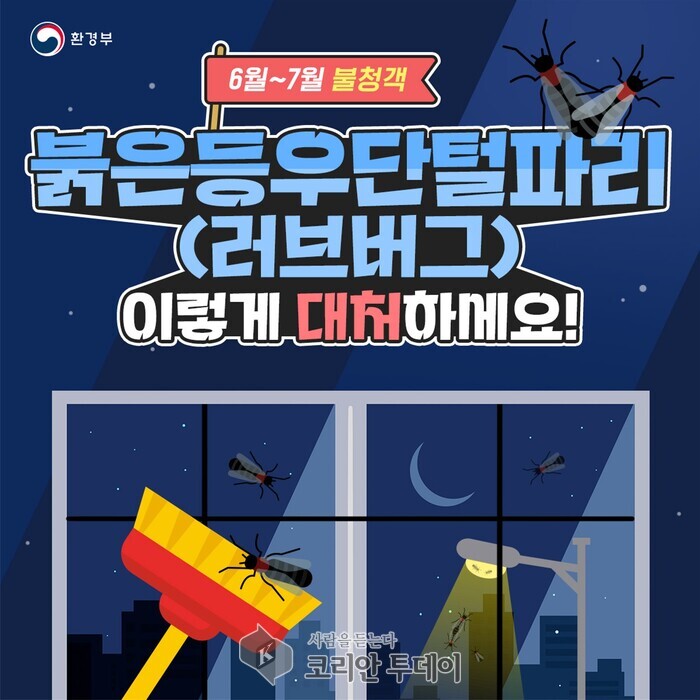 [코라안투데이] 6~7월 불청객 사랑벌레(러브버그) 대처법 © 정동필 기자