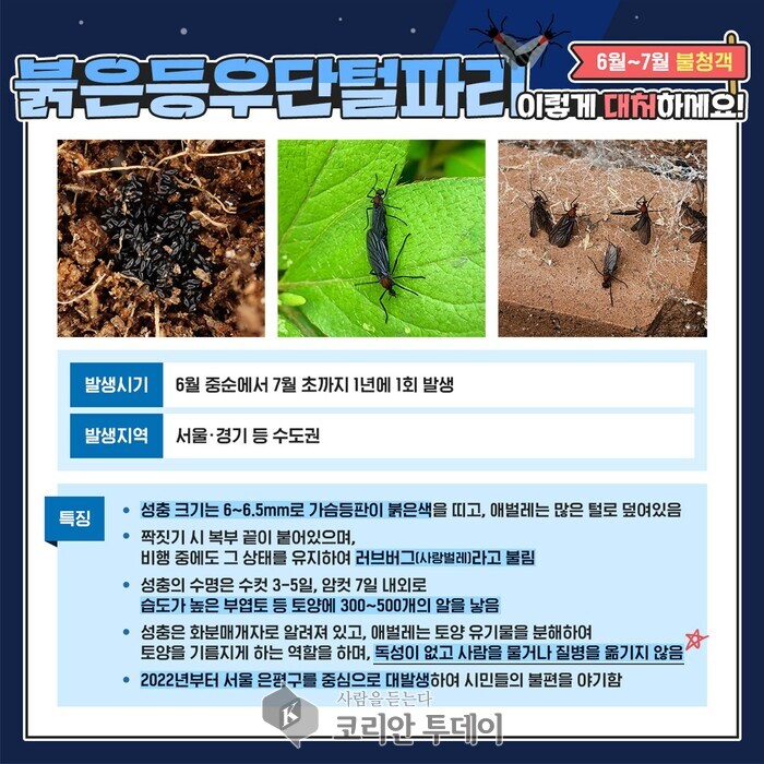 6~7월 불청객 사랑벌레(러브버그) 대처법