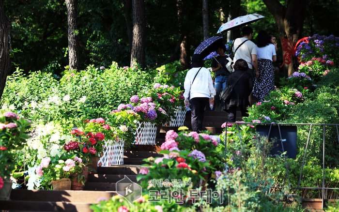 [코리안투데이] 수국동산을 걷는 주민들 ©우정희 기자