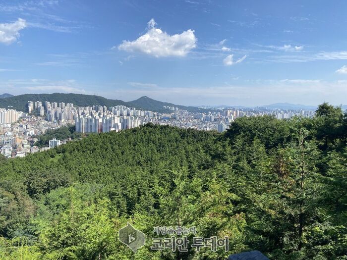 [코리안투데이] 봉산 편백나무 숲 전경 © 양정자 기자
