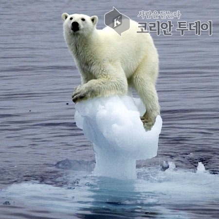 [코리안투데이] 지구 온난화 위기의 북극곰 ©박정희 기자