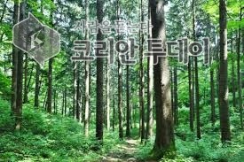 [코리안투데이] 나무 껍질 미생물의 메탄 흡수 ©박정희 기자