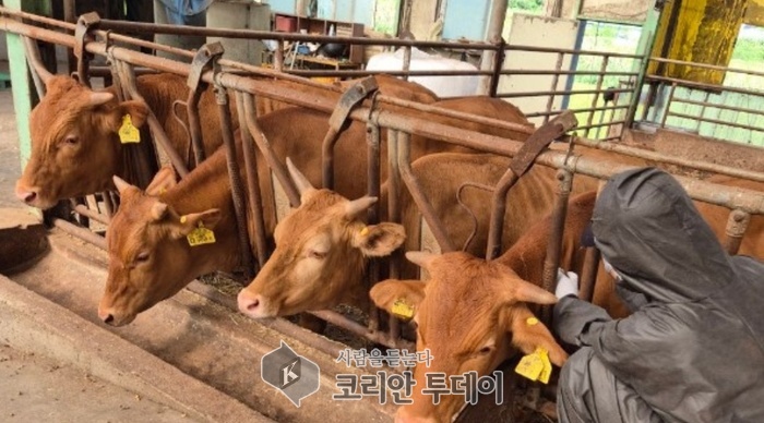 [코리안투데이] 용인특례시가 지역 내 한우농가 221곳에서 사육중인 모든 한우에 럼피스킨 긴급 백신 접종을 완료했다. © 김나연 기자