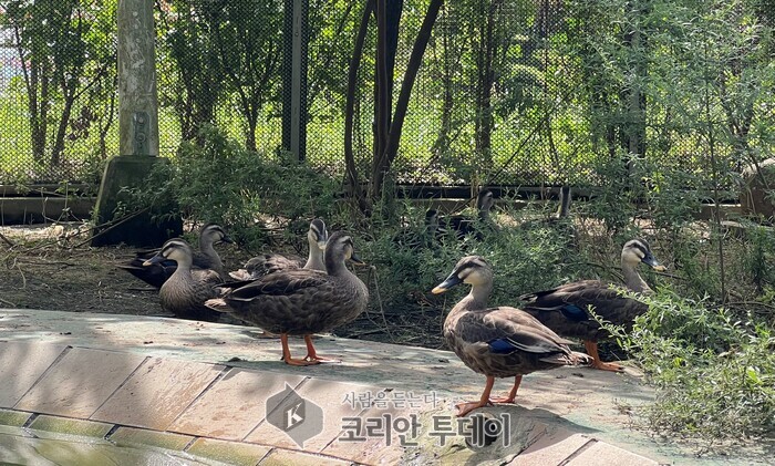 [코리안투데이] 흰뺨검둥오리 8마리 세종호수공원에 방생 © 이윤주 기자