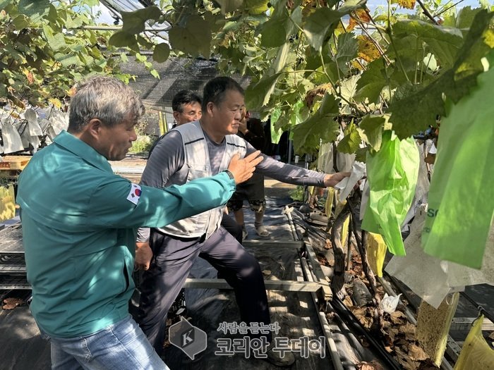 [코리안투데이] 김포포도 수확모습 © 이보옥 기자