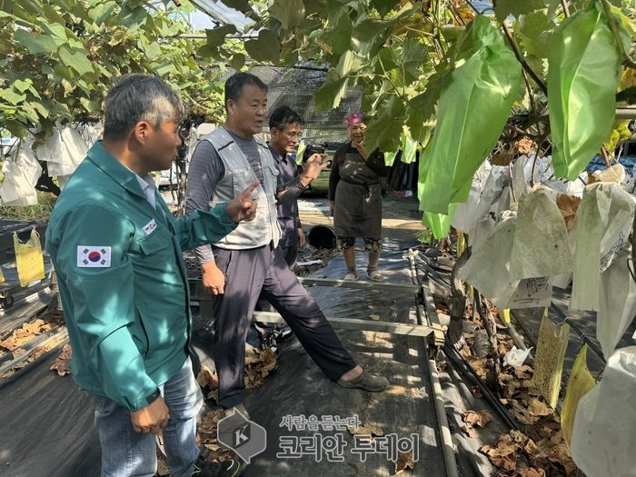 [코리안투데이] 우수 농산물 관리(GAP)인증을 받은 김포포도 © 이보옥 기자