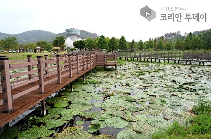 [코리안투데이]창녕군 우포늪 생태체험장에 가시연꽃이 피어있는 모습 © 신성자 기자
