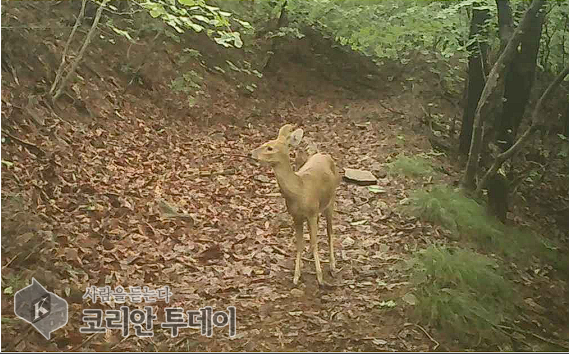 [코리안투데이] 고라니 (2024. 7. 11. 가야산) © 임연묵 기자
