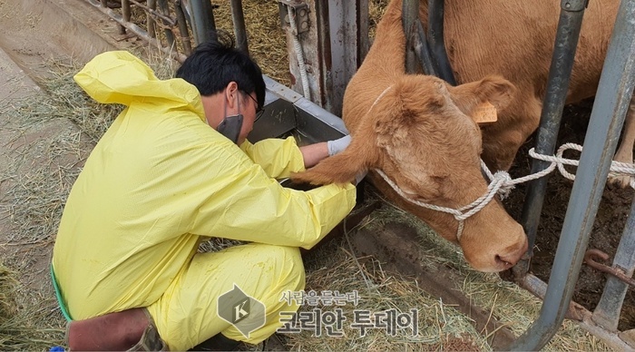 [코리안투데이] 용인특례시가 10월31일까지 소와 염소 사육농가를 대상으로 구제역 예방백신 일제접종을 진행한다. © 김나연 기자