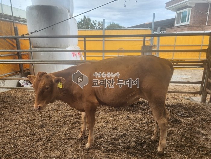 [코리안투데이] 안성시 금광면 이병일 농가, 암송아지 부문 우수상 선정 © 이명애 기자