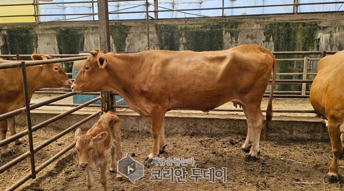 [코리안투데이] 경기도 한우경진대회 경산2부에서 대상을 수상한 처인구 백암면 박승분씨 농가 한우 © 김나연 기자