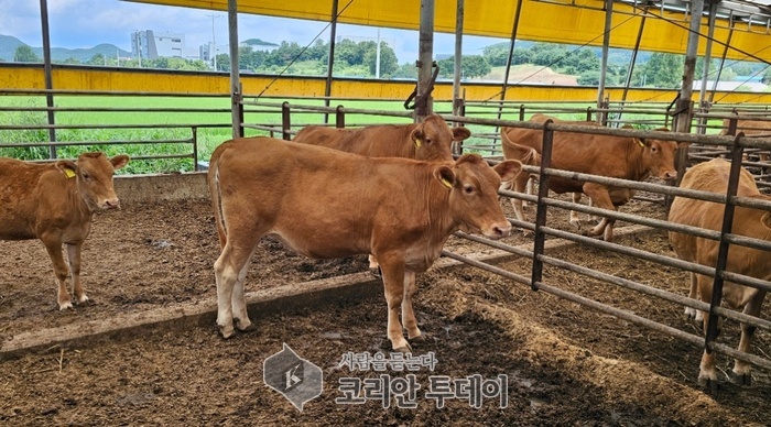 [코리안투데이] 경기도 한우경진대회 미경산우 부분에서 우수상을 받은 처인구 백암면 이대희씨 농가 한우 © 김나연 기자