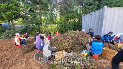 [코리안투데이] 9월 30일 기흥구 서농동 단체장협의회 회원들이 올해 5월 파종한 땅콩을 수확했다. 이 땅콩 판매 수익금은 어려운 이웃을 위해 사용한다. © 김나연 기자