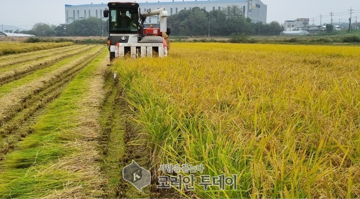 [코리안투데이] 용인특례시가 올해 생산한 공공비축미 820톤을 매입한다. © 김나연 기자