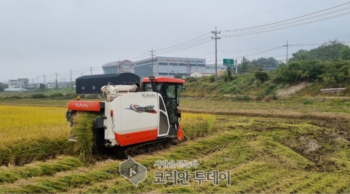 [코리안투데이] 용인특례시가 올해 생산한 공공비축미 820톤을 매입한다. © 김나연 기자