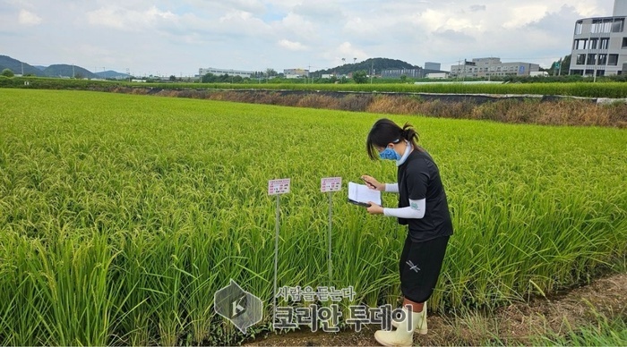 [코리안투데이] 용인특례시가 백옥쌀 생산단지 심사를 하고 있다. © 김나연 기자