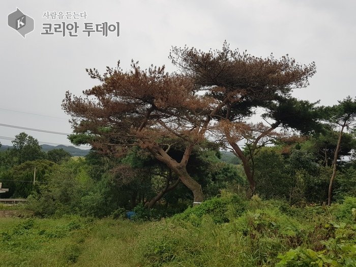 [코리안투데이] 소나무 재선충병 감염목 © 신기순 기자