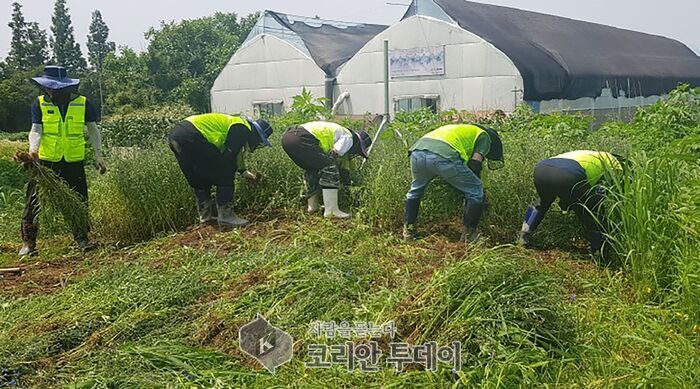 [코리안투데이] 성남시 공공근로사업 중 하나인 시민농원(성남시청 맞은편) 환경 정비 현장 © 김나연 기자