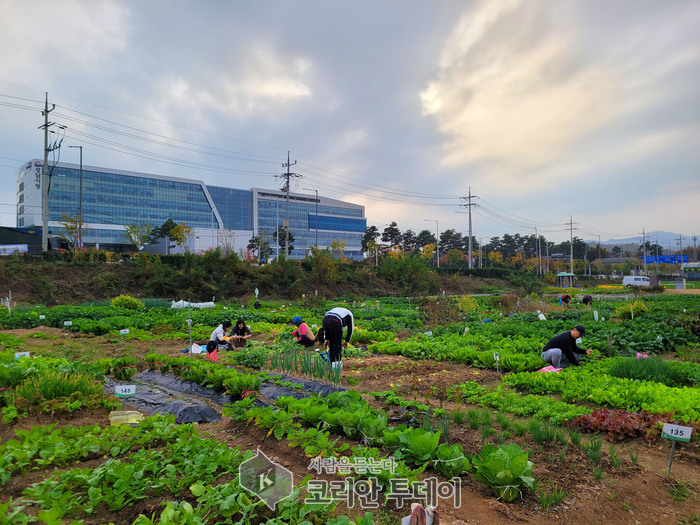 [코리안투데이] 성남시청 건너편에 있는 성남시민농원 내 실버텃밭 가꾸고 있는 시민들 © 김나연 기자