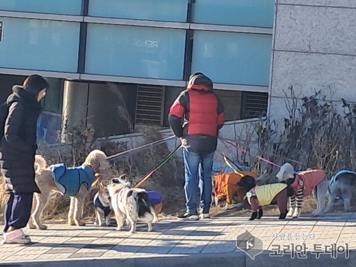 [포토뉴스] 부산 해운대, 이렇게 많은 강아지와 함께 산보를