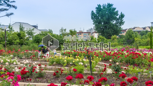 [코리안투데이 The Korean Today] 사진 구로 푸른수목원 장미 © 박수진 기자 Park Su-jin