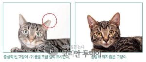 길고양이 개체 수 조절 위한 중성화 사업 18일부터 본격 은평구 시행