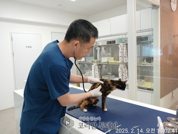 [코리안투데이] 사진 구로구 언론팀제공 협약 동물병원에서 중성화수술 전 길고양이 몸 상태를 살펴 보고 있다. © 박수진 기자