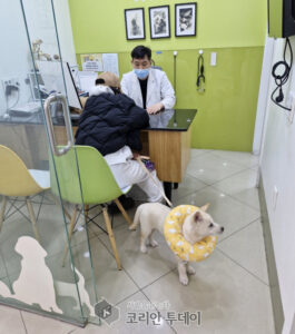 Guro-gu Provides Veterinary and Boarding Fee Support for Pet Owners in Need △ Adoption Fees for Rescued Animals Also Covered Up to 250,000 KRW