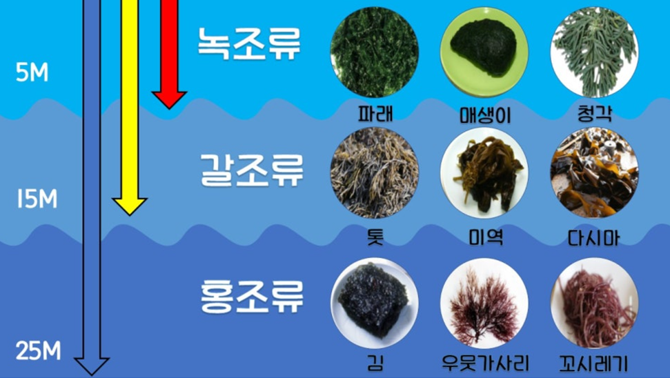 [마크로비오틱 2] 마크로비오틱 식재료 기초: 자연이 주는 건강한 에너지