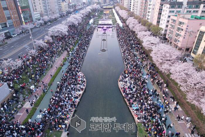[코리안투데이] 은평구 지난해 불광천 벚꽃축제 © 양정자 기자