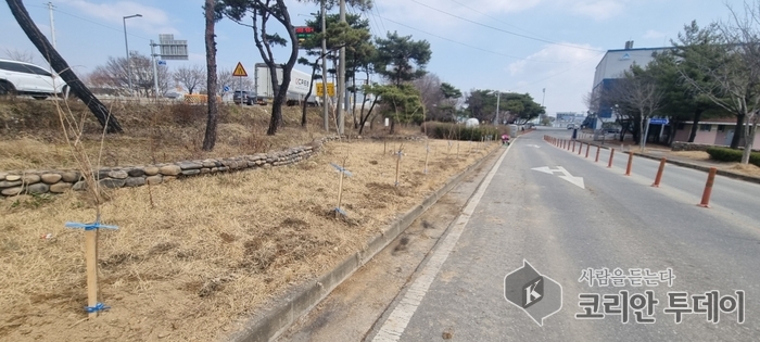 [코리안투데이] 상하수도사업소 진입로에 '배롱나무 청렴길' 활짝 © 이윤주 기자