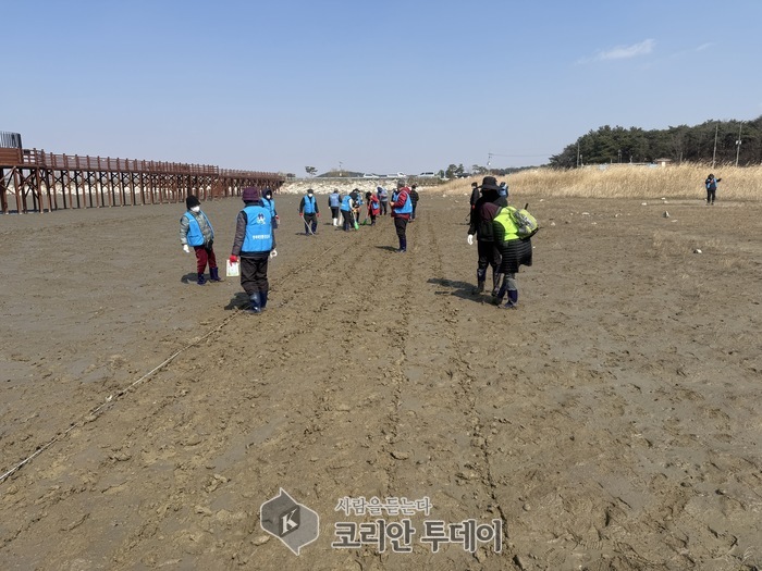 [코리안투데이] 부안군, 줄포만 갯벌 블루카본 확대 조성 염생식물 파종·해양정화활동 © 조상원 기자